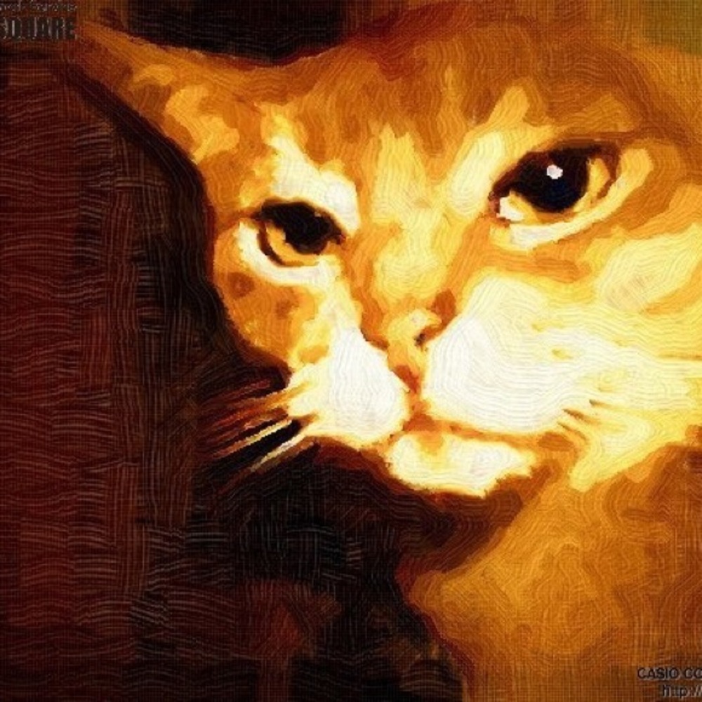 Meet your Posher, Kat